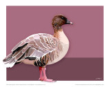 Pink-Footed Goose Plakater av Julia Barber