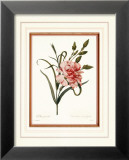 Dianthus Láminas por Pierre-Joseph Redouté Dianthus Láminas por Pierre-Joseph Redouté