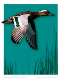 Garganey Plakater av Julia Barber