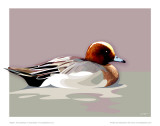 Wigeon Posters av Julia Barber