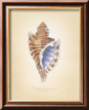 Angular Triton Kunstdrucke von Richard Van Genderen