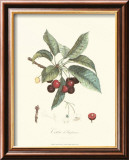 Cerezas Láminas por Pierre-Antoine Poiteau Cerezas Láminas por Pierre-Antoine Poiteau