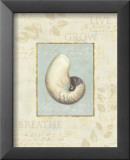 Soothing Words Shells II Affiche par Lisa Audit