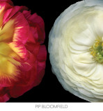 Ranunculus Left Prints by Pip Bloomfield