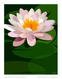 Water Lily Plakater av Julia Barber