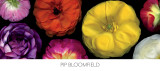 Ranunculus Panorama Print by Pip Bloomfield Ranunculus Panorama Print by Pip Bloomfield