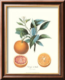 Naranja Láminas por Pierre-Antoine Poiteau Naranja Láminas por Pierre-Antoine Poiteau