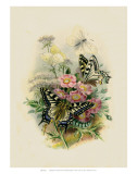 Butterflies and Moths, no. 2 Láminas Butterflies and Moths, no. 2 Láminas