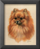 Pomerano Arte por Judy Gibson