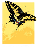 Swallowtail Posters av Julia Barber