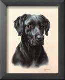 Labrador Art par Judy Gibson