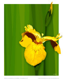 Yellow Iris Plakater av Julia Barber