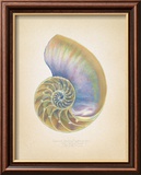 Nautilus Cross Section Poster von Richard Van Genderen