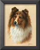 Sheltie Posters par Judy Gibson