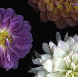 Purple Dahlia II Poster by Pip Bloomfield