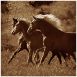 Triple Crown Art by Tony Stromberg