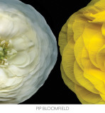 Ranunculus Right Posters av Pip Bloomfield Ranunculus Right Posters av Pip Bloomfield