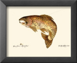 Brown Trout Posters av Teri Renee Blehm Brown Trout Posters av Teri Renee Blehm