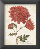 November Chysanthemum Posters by Katie Pertiet