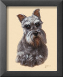Schnauzer Affiches par Judy Gibson