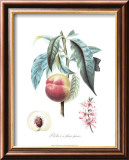 Pfirsich Poster von Pierre-Antoine Poiteau