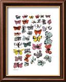 Motyle, 1955 (Butterflies, 1955) Sztuka autor Andy Warhol