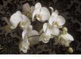 Bountiful Orchids Prints by Donna Geissler