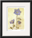 Campanula II Prints by Amy Melious