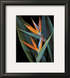 Bird of Paradise Posters by Rosemarie Stanford