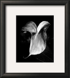 Anthurium Poster by Harold Silverman
