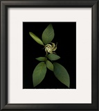 Baby Trumpet Prints by Rosemarie Stanford