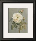 Heirloom White Rose Prints by Danhui Nai