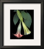 Angel Trumpets Prints by Rosemarie Stanford