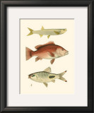 Antique Fish II Posters by Ernest Briggs