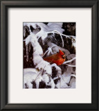 Winter Refuge Prints by Alan Sakhavarz