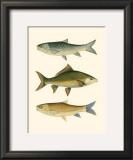 Antique Fish I Art by Ernest Briggs
