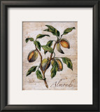 Almonds Prints by Renee Bolmeijer