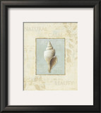 Soothing Words Shells I Posters by Lisa Audit