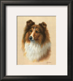 Sheltie Posters by Judy Gibson