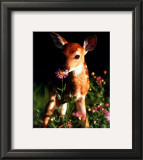 Fawn Prints