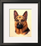 German Shepherd Prints by Judy Gibson