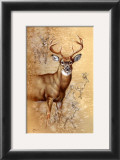 White Tailed Deer Prints by Judy Gibson