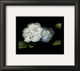 Hydrangea Art by Rosemarie Stanford