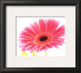 Magenta Gerbera Posters by Michael Bird