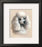 White Poodle Poster by Judy Gibson