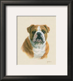 English Bulldog Print by Judy Gibson