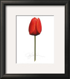 Red Tulip Prints by Jay Schadler