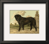 Mastiff Poster by Vero Shaw