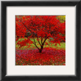 Acer Prints by Bent Rej