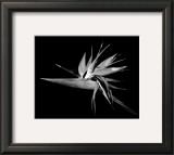 Bird of Paradise Posters by Harold Silverman Bird of Paradise Posters by Harold Silverman